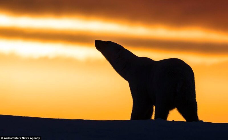 Белые медведи на белом снегу — так они обычно предстают перед нами в их естественной среде обитания – Самые лучшие и интересные посты по теме: аляска, Белые медведи, фото на развлекательном портале Fishki.net