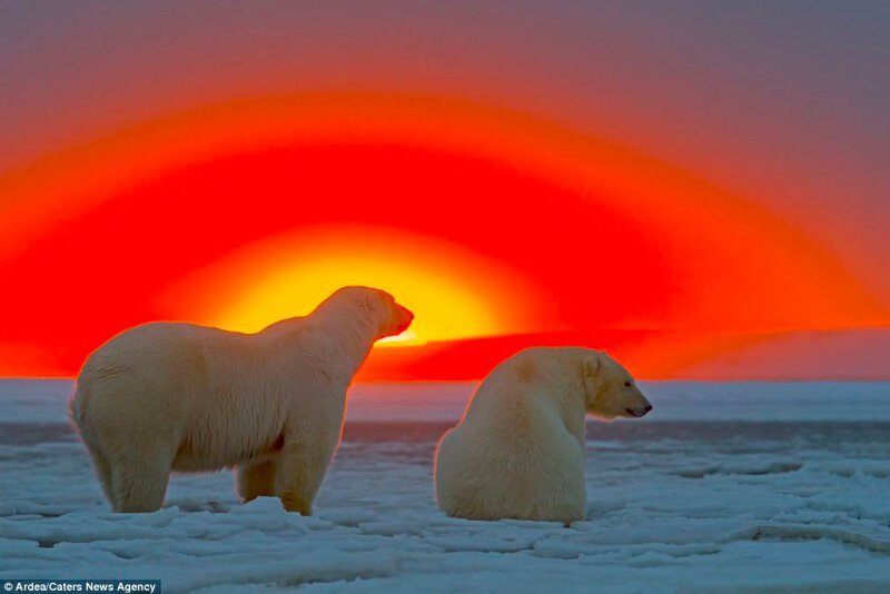 Белые медведи на белом снегу — так они обычно предстают перед нами в их естественной среде обитания – Самые лучшие и интересные посты по теме: аляска, Белые медведи, фото на развлекательном портале Fishki.net